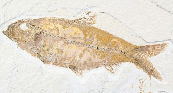 Beautiful, Knightia Fossil Fish - Wyoming #85716